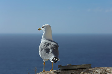 Möwe am Meer 