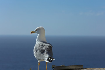 Möwe am Meer 