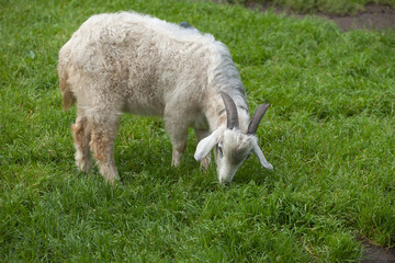 young white homemade goat (Capra hircus) eats green grass