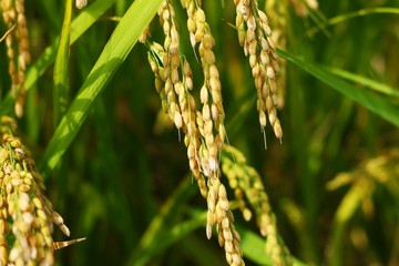 Rice spike plant with grains