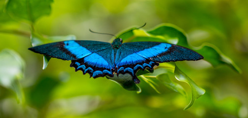 Blue butterfly
