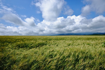 Obraz premium Scenery of Biei Hokkaido