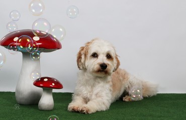 kleiner Hund im studio mit Dekoration