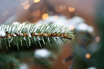 fir branches close up