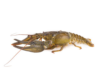 crawfish isolated