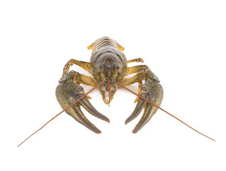 crawfish isolated