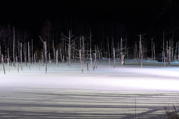 ライトアップされた美瑛白金の青い池
