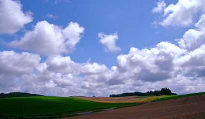 Fototapeta na wymiar Scenery of Biei Hokkaido