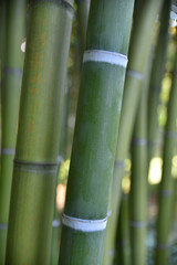 Gros bambous verts en été au jardin