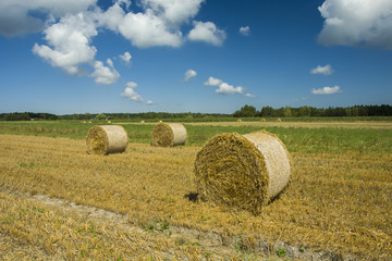 Fototapeta premium Large circles of hay on the field