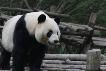 Giant Panda in Chengdu, China