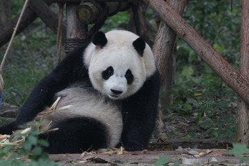 Obraz na płótnie Canvas Round Face Giant Panda is Eating Bamboo