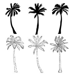 Vector palm tree silhouette icons on white background.