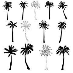 Fototapeta premium Vector palm tree silhouette icons on white background.