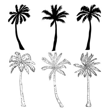 Vector palm tree silhouette icons on white background.