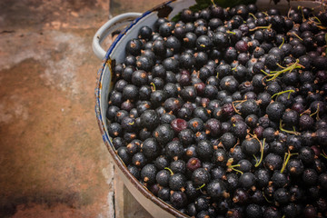 Schwarze Johannisbeere frisch geerntet in einer antiken Schüssel