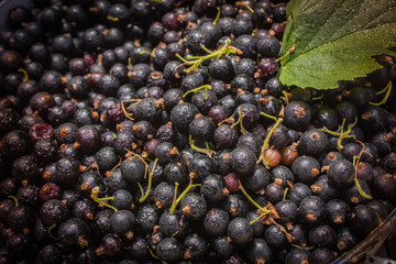 Schwarze Johannisbeere frisch geerntet 