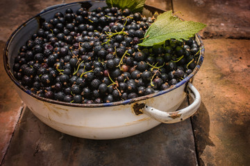 Schwarze Johannisbeere frisch geerntet in einer antiken Schüssel