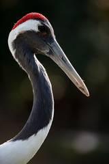 タンチョウ、ツル