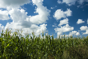 Field of corn and clouds in the sky