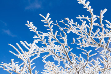 trees in the frost