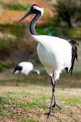 タンチョウ、ツル