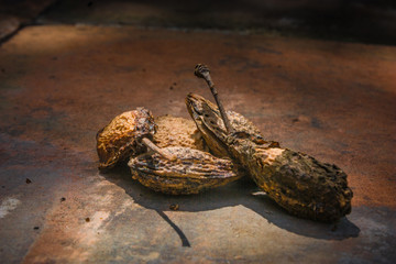 Vertrocknete Pflaumenkerne