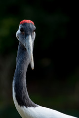 タンチョウ、ツル