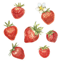 Set of Red berry strawberry isolated on white background. Hand drawn watercolor painting illustration of berries.