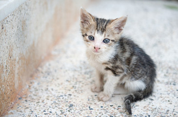 Obraz premium Sad little grey kitten sitting lonely on the stairs