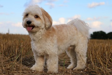 kleiner Havaneser steht im Stoppelfeld