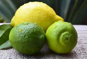 Fresh ripe organic lemon and lime fruits in tropical garden on old wooden table.Lemon and lime.Healthy eating or aromatherapy concept.Selective focus.