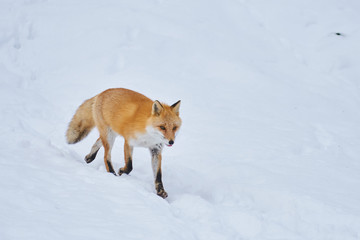 Obraz premium 雪の上のキタキツネ 