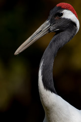 タンチョウ、ツル