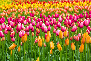 Fototapeta premium Holland beautiful vivid tulip fields