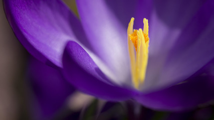 krokus kwitnie w wiosennym słońcu w ogrodzie 