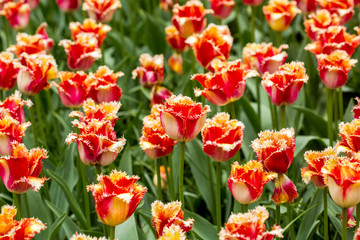Obraz premium Red tulips in the garden