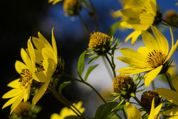 yellow flowers with blue sky