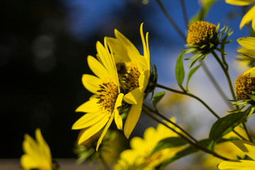 yellow flowers with blue sky