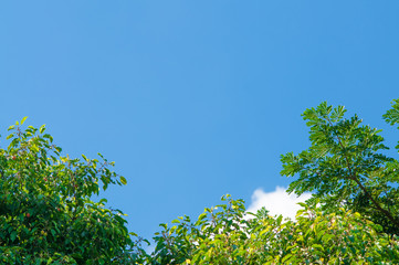 Tree with blue sky.Background