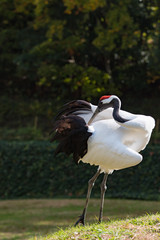 タンチョウ、ツル