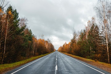 road, highway in autumn forest, larch, pine, landscape, day