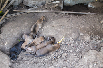 Newborn puppies dog thai sleep on ground