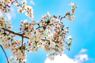 Cherry Blossom Flower