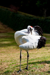 タンチョウ、ツル