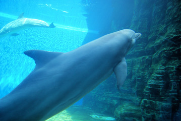 Naklejka premium Delfino