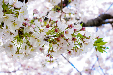 Cherry Blossom Flower