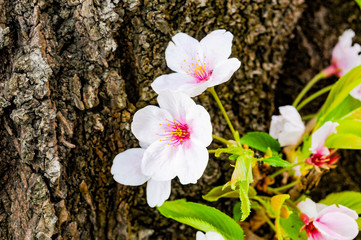 Cherry Blossom Flower
