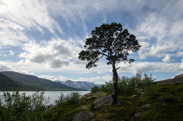 Summer fjord in northern Norway above arctic circle. A lone pine tree in foreground, distant mountain, with rest of snow on other shore, blue sky with white clouds.
