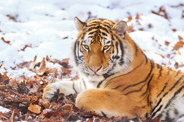 雪の上のアムールトラ